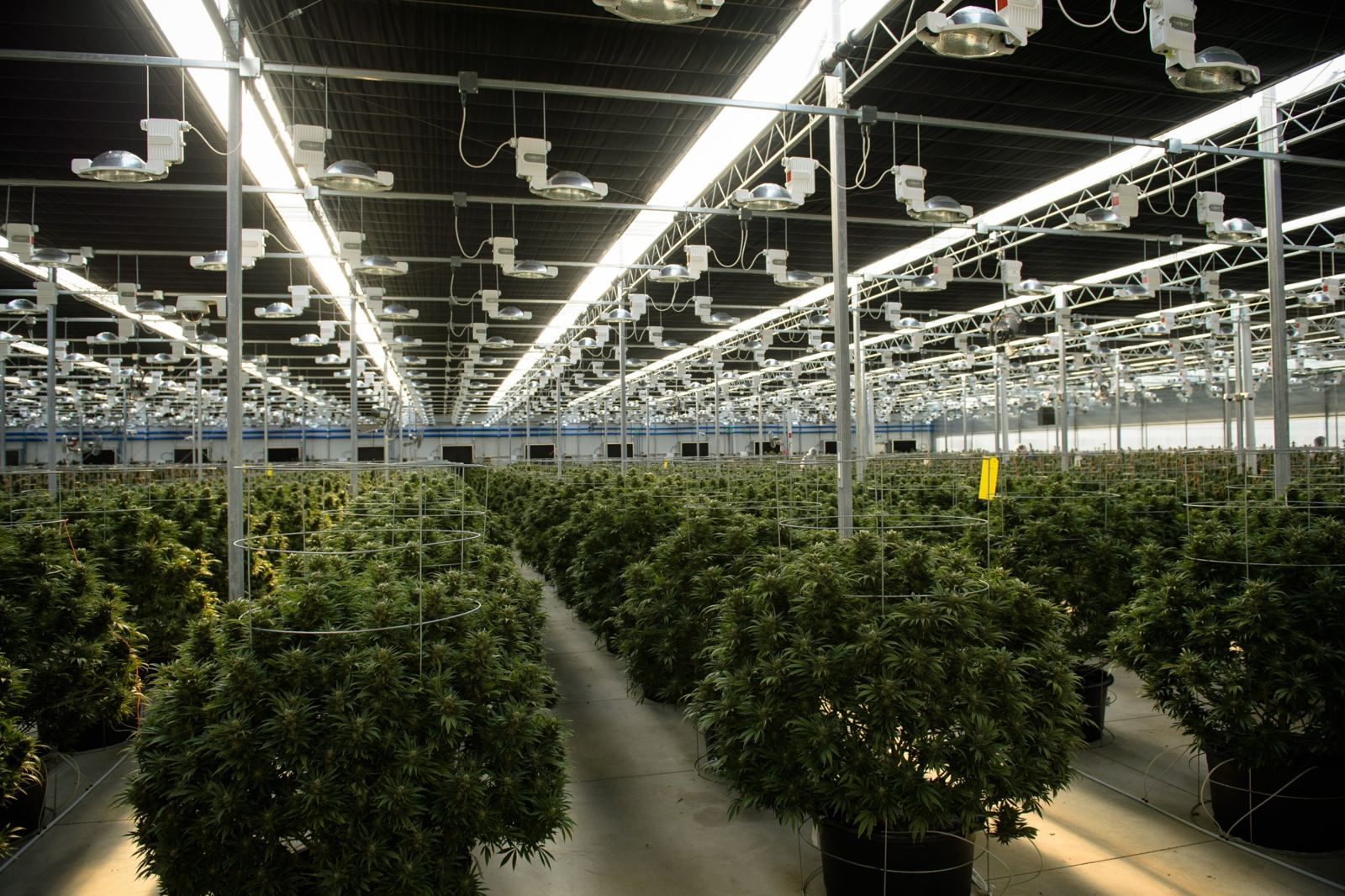 Cannabis greenhouse with closed blackout screen and grow lights